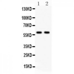 KAT13A/SRC1 Antibody