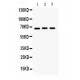 KCNA5  Antibody