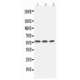 KCNC1 Antibody