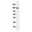 KCNQ2 Antibody