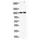 KCNQ5 Antibody