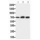 Keap1 Antibody