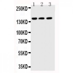 ABCB11 Antibody