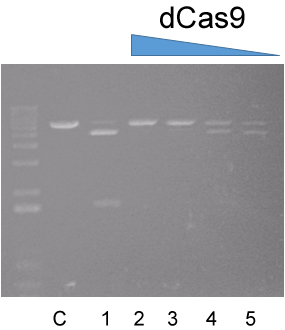 dCas9 target DNA binding activity assay